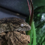 Pure MTK Melanistic Leachianus Gecko Male LB425