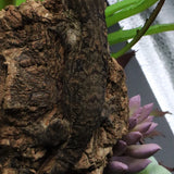 Pure MTK Melanistic Leachianus Gecko Male LB425