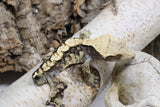 Crested Gecko MALE (cg#137)