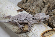 Gargoyle (Group 2 Mosaic) - GG73