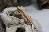 Lilly White Crested Gecko (LW#31)