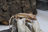 Lilly White Crested Gecko (LW#33)