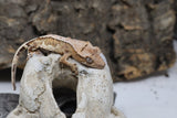Lilly White Crested Gecko (LW#33)