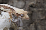 Red Lilly White Crested Gecko (CLW#34)