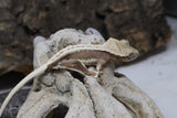 Lilly White Crested Gecko (LW#35)