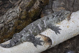Leachianus (Moro x NuuAmi) (LB201)