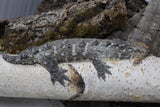 Leachianus (Moro x NuuAmi) (LB201)