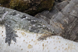 Leachianus (Moro x NuuAmi) (LB201)