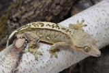 Crested Gecko Yellow Phantom MALE (cg#146)