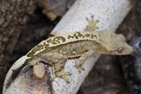 Crested Gecko Yellow Phantom MALE (cg#146)