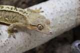 Crested Gecko Yellow Phantom MALE (cg#146)