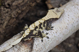 Crested Gecko TriColored Harley MALE (cg#148)