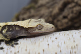 Crested Gecko TriColored Harley MALE (cg#148)