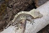 Crested Gecko High White MALE (cg#150)