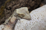 Crested Gecko High White MALE (cg#150)