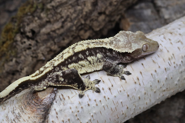Crested Gecko Proven MALE (cg#152)