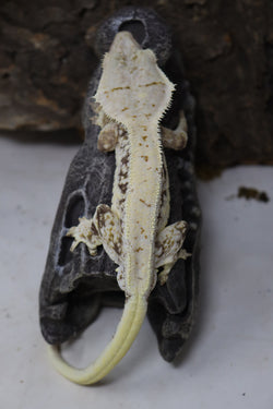 Lilly White Crested Gecko HighWhite  (LW#37)