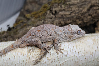 Gargoyle (Retic Red Bloch) - GG117
