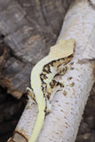 Lilly White Crested Gecko Proven MALE (LW#38)