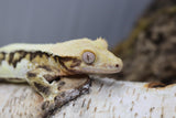 Lilly White Crested Gecko Proven MALE (LW#38)