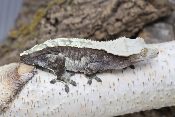 Crested Gecko Black & White Proven  (cg#156)