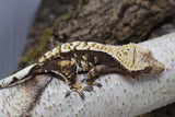 Crested Gecko TriColored Harley (cg#157)