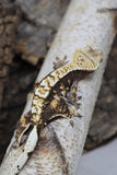 Crested Gecko TriColored Harley (cg#157)
