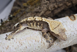Crested Gecko TriColored Extreme (cg#158)