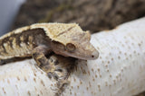 Crested Gecko TriColored Extreme (cg#158)