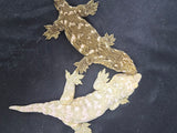 LB565- Pure Brosse Male Leachianus Gecko