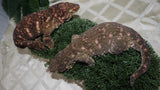 LB553- GTX X Brosse Pos. Female Leachianus Gecko