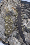LB491- MTK Leachianus Gecko