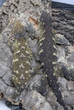 Mt. Koghis Leachianus Gecko (LB298)