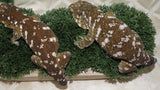 LB561- Pine Island Male Leachianus Gecko