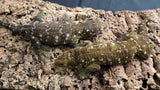 LB560- PI X Ami Female Leachianus Gecko