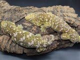 LB496- Leachieanus Gecko