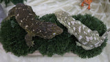LB555- GTB Leachianus Gecko