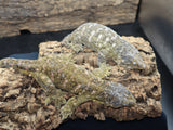 LB542- Het. Hypo Leachianus Gecko