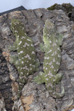 LB534- Female GTX Leachianus Gecko