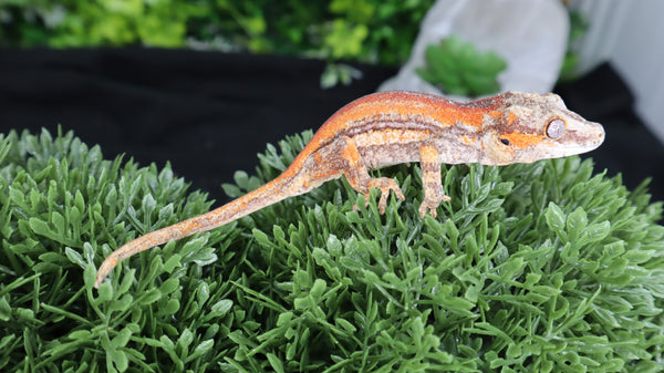 GG341- High Red gargoyle Gecko
