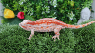 GG362- Red Stripe Gargoyle Gecko