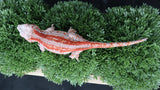 GG362- Red Stripe Gargoyle Gecko