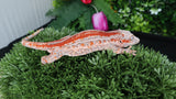 GG362- Red Stripe Gargoyle Gecko