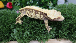 CG311- Extreme Harlequin Crested Gecko RTB