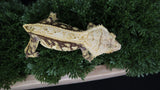 CG311- Extreme Harlequin Crested Gecko RTB