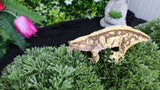 CG311- Extreme Harlequin Crested Gecko RTB