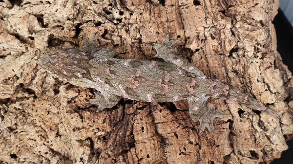 LB498- Leachianus Gecko