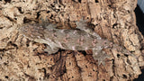 LB498- Leachianus Gecko