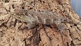 LB498- Leachianus Gecko