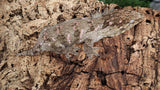 LB498- Leachianus Gecko